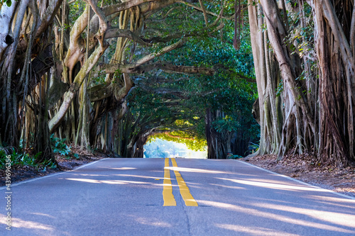 Banyan Tree Tunnel in Stuart Florida