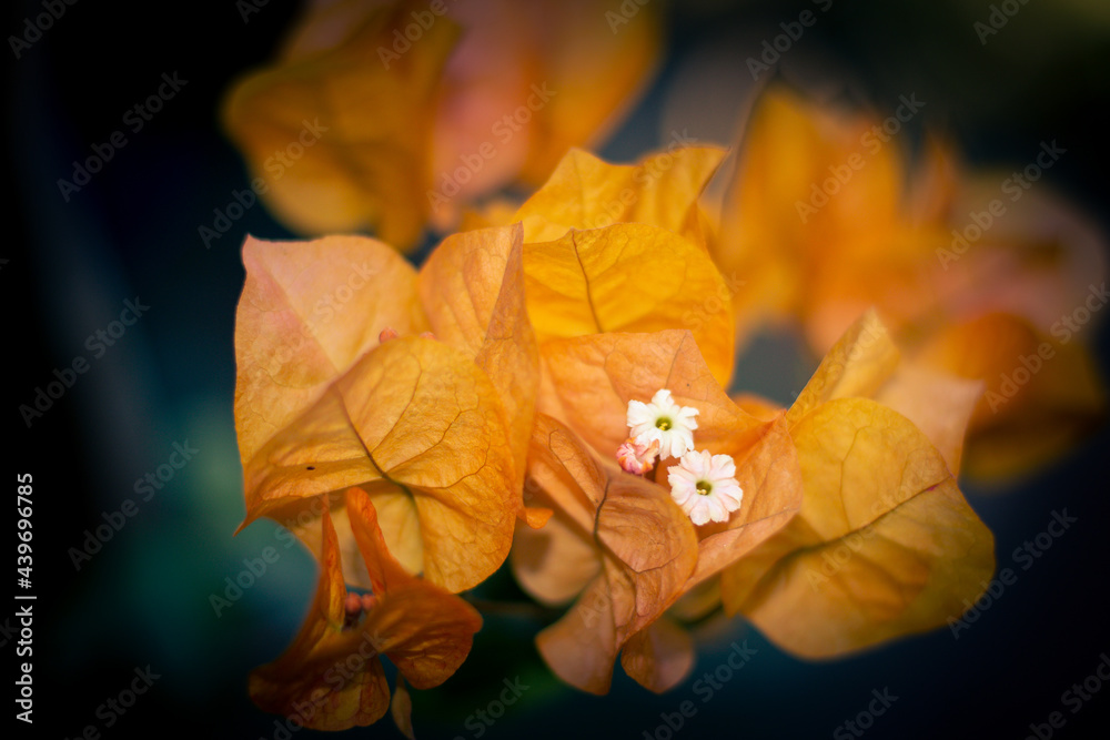 Sao Paulo, SP, Brazil - May 25 2021: Orange Bougainvillea flower detail Sao Paulo, SP, Brazil - May 25 2021: Orange Bougainvillea flower detail