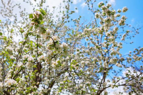 Apple tree with blooming flowers