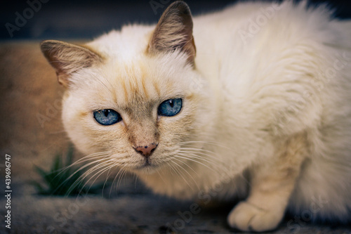 Sao Paulo, SP, Brazil - May 25 2021: White cat face with long mustaches sitting with blue eyes and stare.