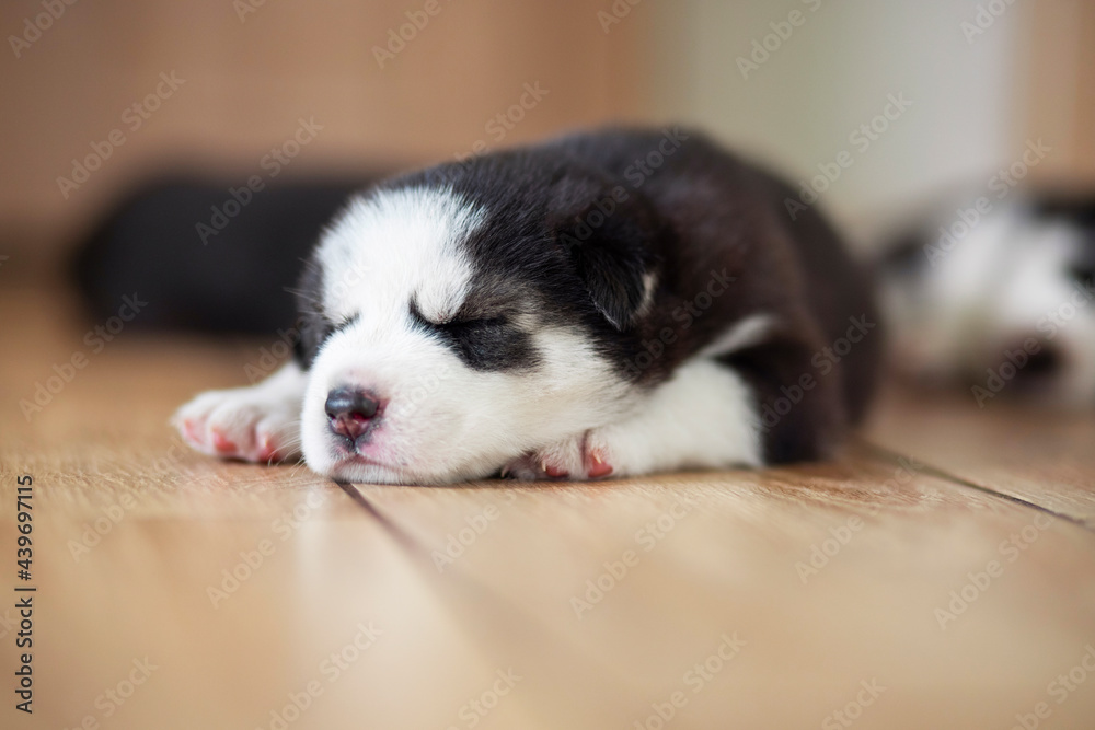 Black and white husky puppy resting on the floor in a house or apartment. Pets indoors