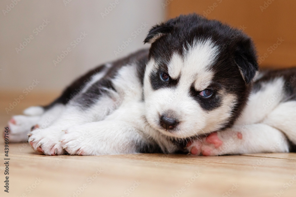 Black and white husky puppy resting on the floor in a house or apartment. Pets indoors