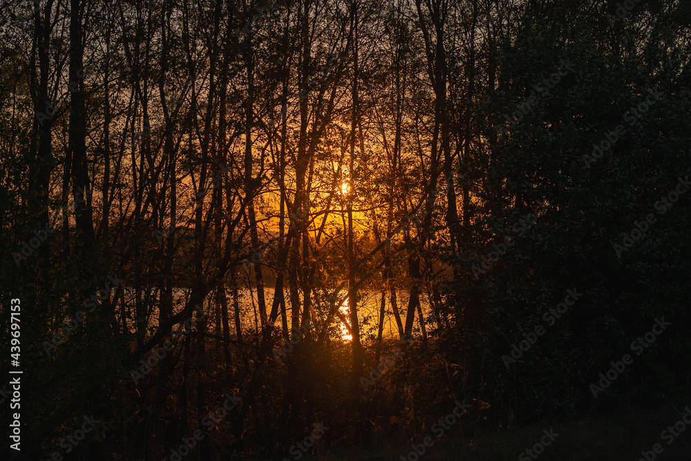 The sun has set behind the forest and a pond is visible. The sun has set behind the forest and a pond is visible.
