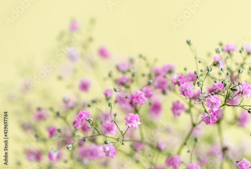 Beautiful pink Baby s Breath flowers against a yellow background