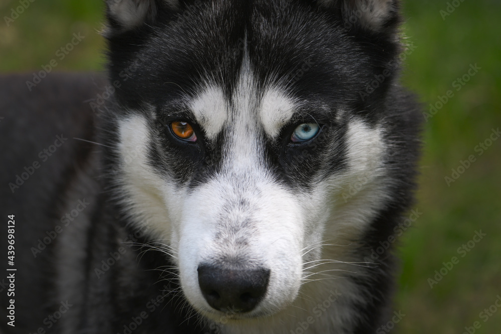 cane occhi husky sguardo occhi azzurri sguardo cane 