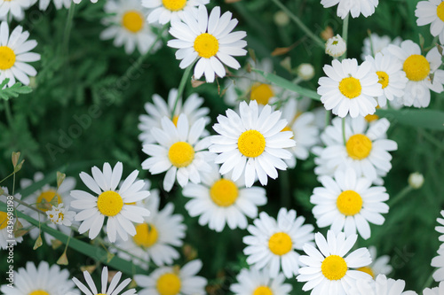 Camomile in the nature. Camomile daisy flowers field in summer day. Chamomile flowers background.