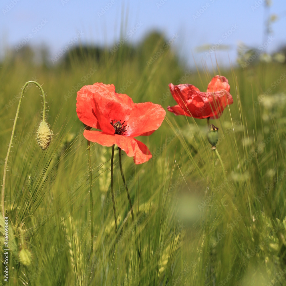 Obraz premium Mohnblumen