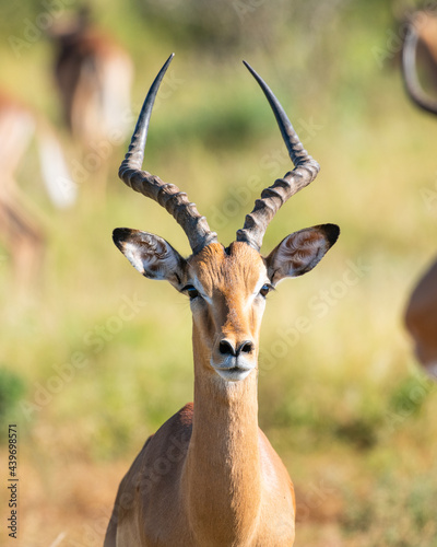 Male impala antelope portrait against unfocused green background photo
