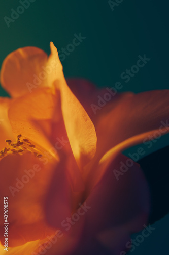 spring camellia. photo