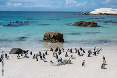 Stunning Boulders beach with african penguins colony