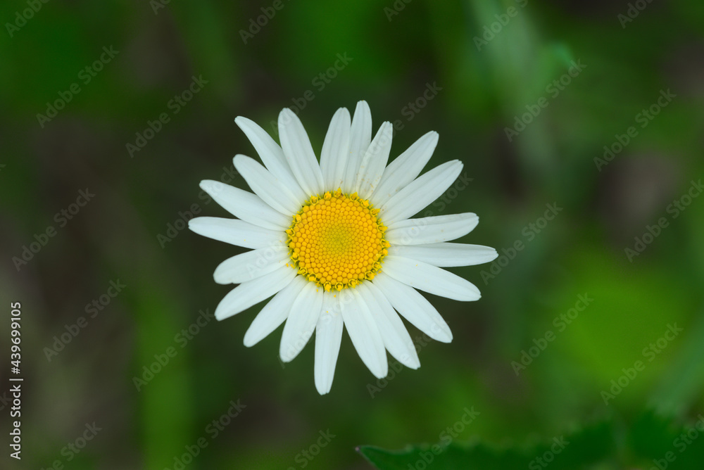 Fototapeta premium Meadow daisies close-up on green background