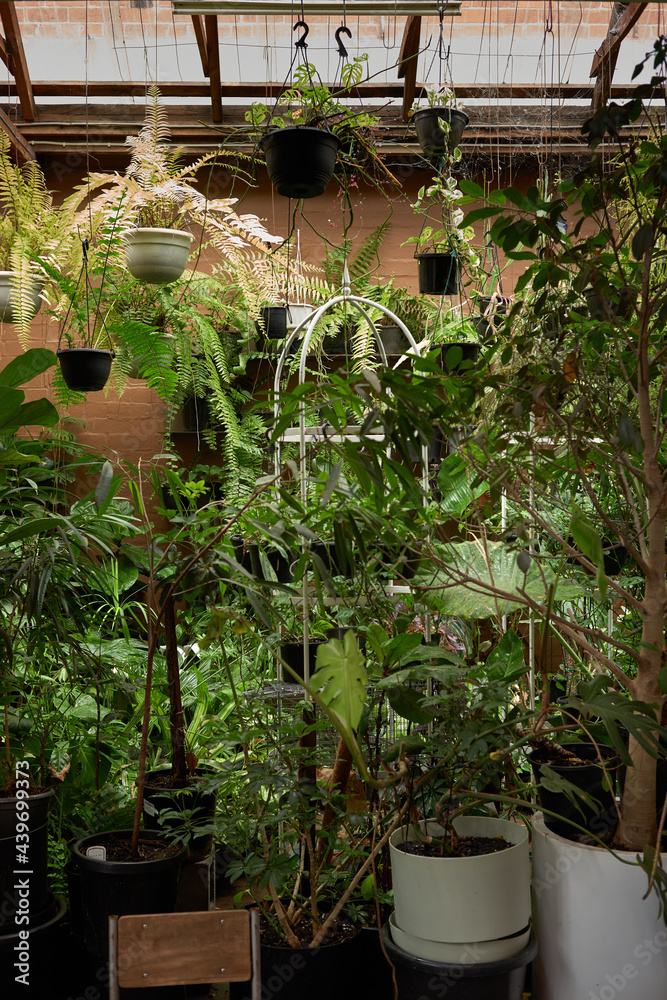 Huge collection of houseplants
Huge collection of houseplants