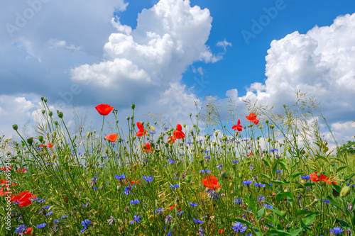 Poppies and cornflowers and other wild flowers on meadow against blue sky background closeup. Beautiful summer background, copy space