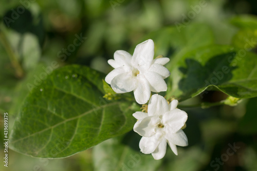 Jasmine flower is blooming