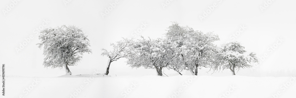 custom made wallpaper toronto digitalAbstract Trees covered in snow