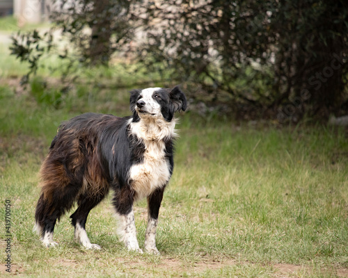 full-length border collie dog standing in a garden outdoors