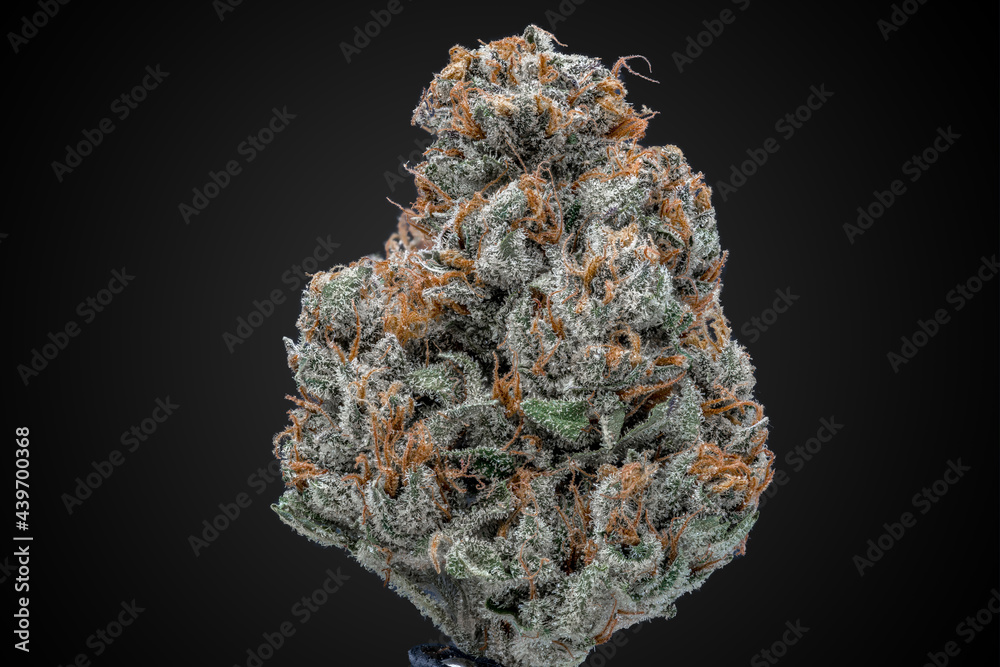 Cannabis Flower Macro - Strain: Mango Cannabis Flower Macro - Strain: Mango