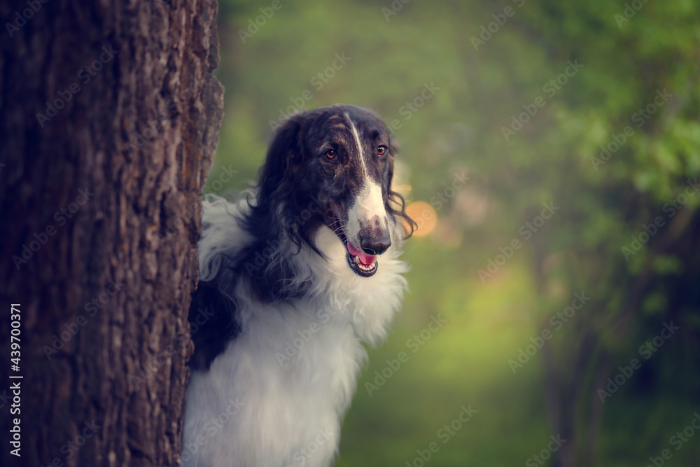 Fototapeta premium Portrait of the Russian borzoi on the green background