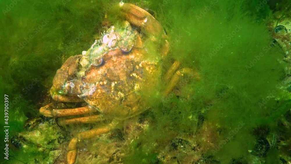 Male and female of Green crab (Carcinus maenas) during mating. Male and female of Green crab (Carcinus maenas) during mating.