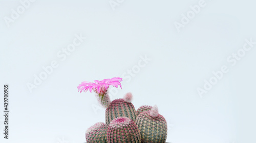 Echinocereus pectinatus rubispinus with a flower side view photo