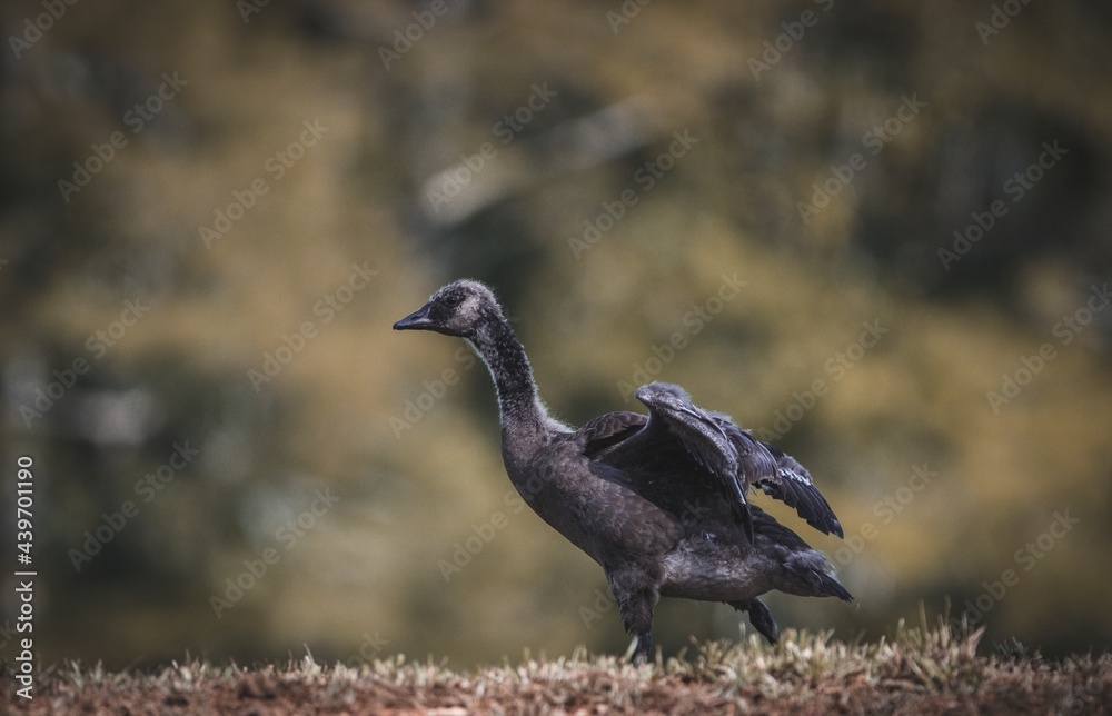 Naklejka premium Baby Goose