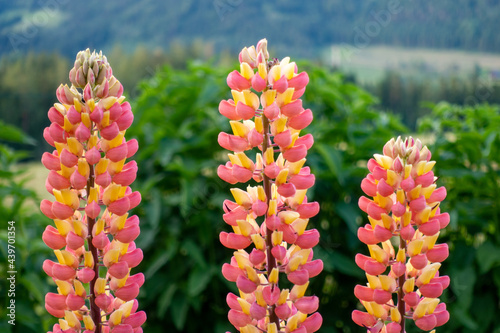 Lupinie . Lupinus . Lupin  . Lupine . Bluebonnet photo