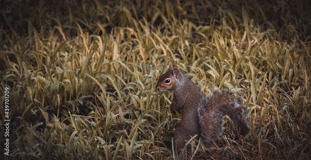 Naklejka premium Squirrel