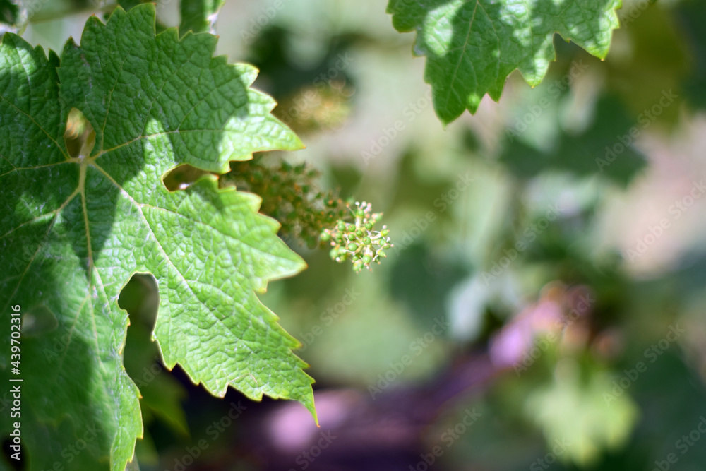 Vineyard, tiny grapes in their growth process, for future large bunches. Vineyard, tiny grapes in their growth process, for future large bunches.