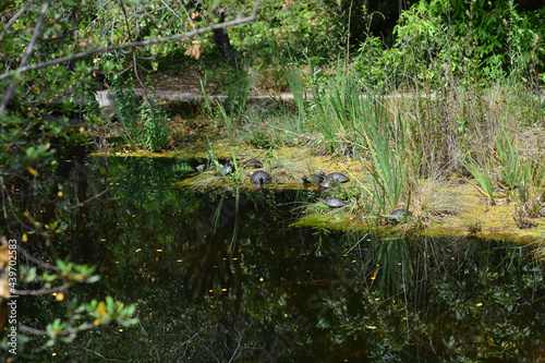 Fototapeta Naklejka Na Ścianę i Meble -  Turtles on the shore of the pond of green waters, among the vegetation.	