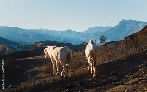 Local mountain animals photo