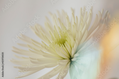 macro colored flowers