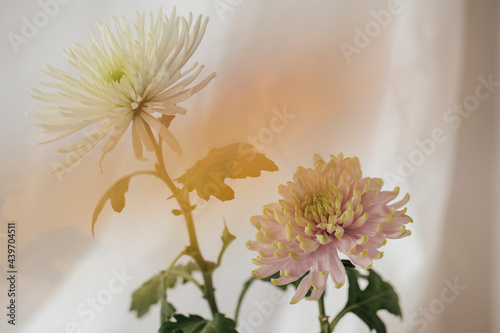 colored flowers still life photo