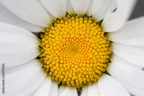 daisy photo