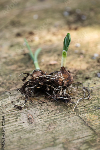 Two bulbs with leaves and roots photo