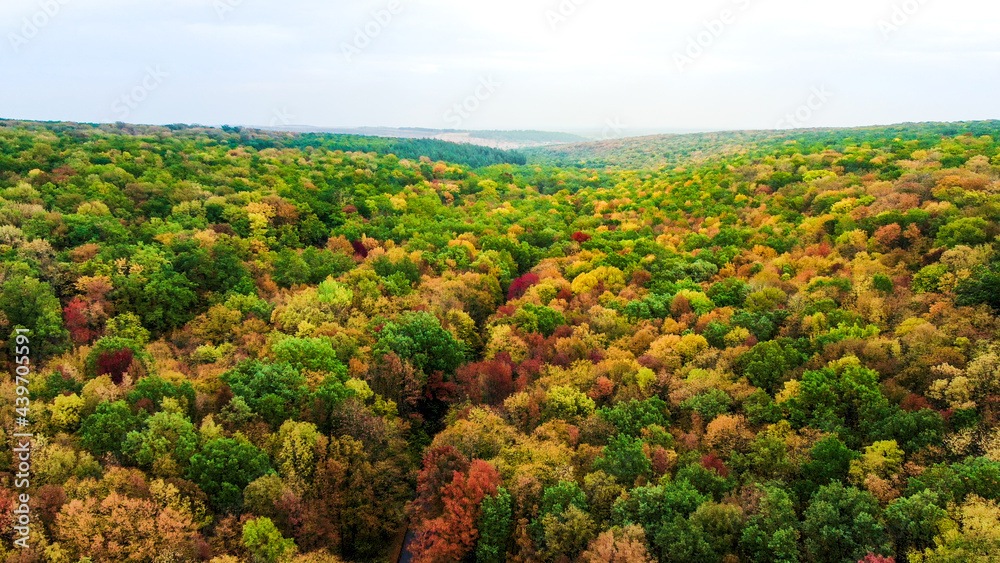 autumn forest Aerial view of  texture colored forest. beautiful autumn landscape.