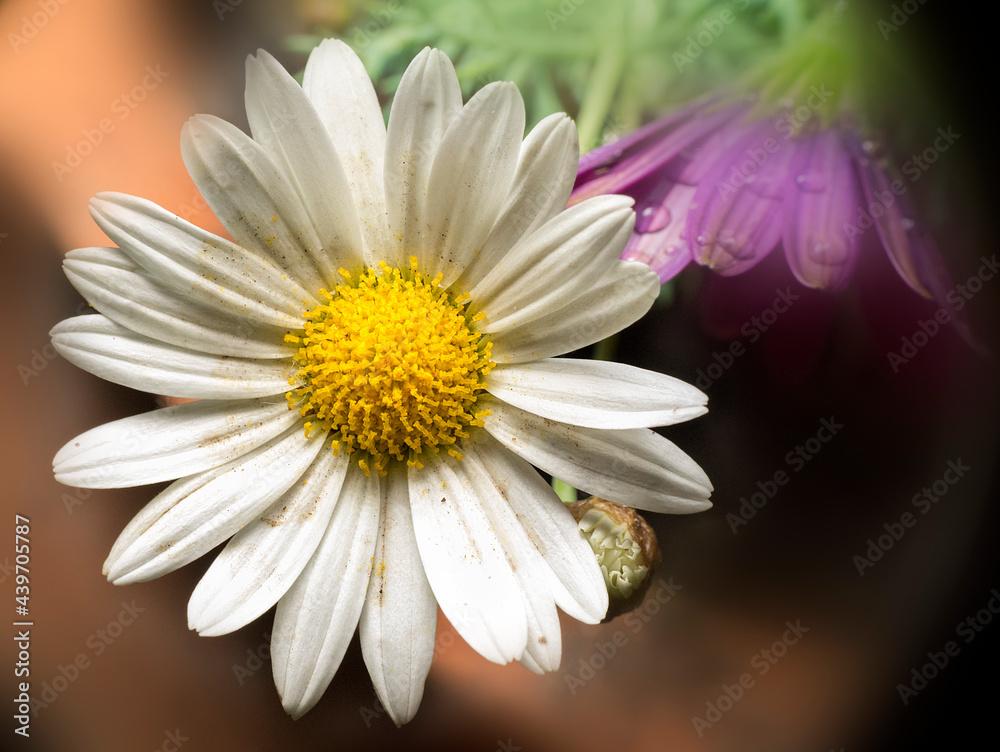 Fototapeta premium daisy plant flower top view