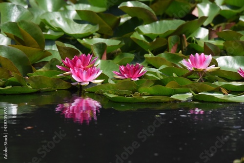 Water lily. Nymphaeaceae aquatic perennial plant.