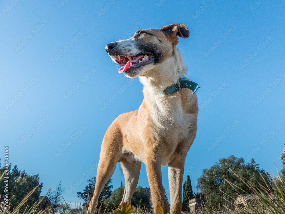 Angular shot from below of a dog Angular shot from below of a dog