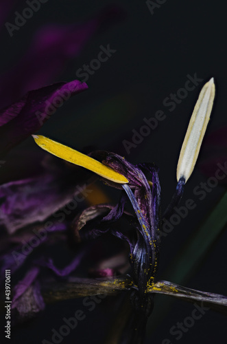 Fallen pollen powder on Iris anther