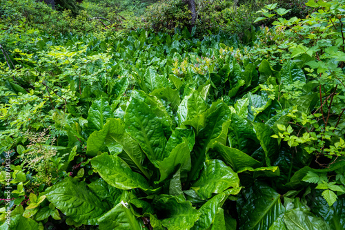 Plants with huge green leaves in an old growth forest near Rockaway on the Oregon coast