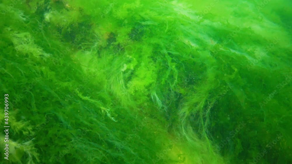 Different species of green, brown and red algae on stones in the Black Sea, Ukraine Different species of green, brown and red algae on stones in the Black Sea, Ukraine
