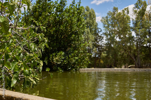 pond with water surrounded by fig trees and other plants