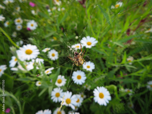 Spider and a spider web, with daisies in the backgound © Peter