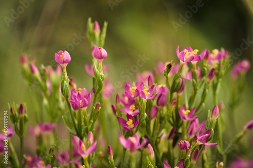 group of small pink flowers blurred on green background