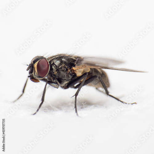 macro photography of a full length fly on white background