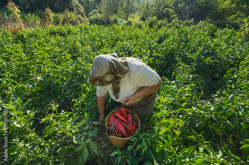 Red Pepper Harvest