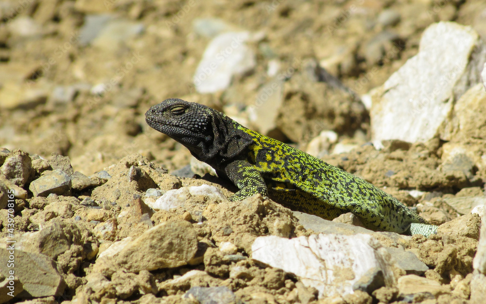 animal, reptile, lagarto, verde, negro, vida silvestre, naturaleza, roca, desierto, calor, depredador, naturaleza, aire libre, Cordilleras, fauna, bicho animal, reptile, lagarto, verde, negro, vida silvestre, naturaleza, roca, desierto, calor, depredador, naturaleza, aire libre, Cordilleras, fauna, bicho