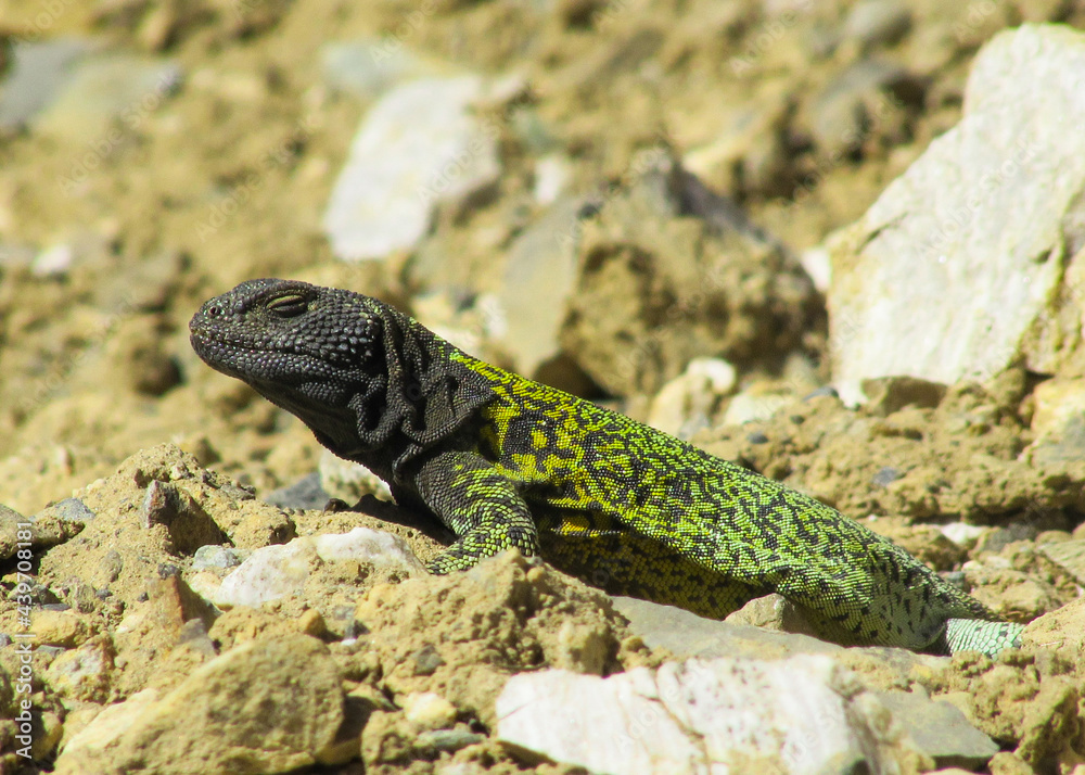 animal, reptile, lagarto, verde, negro, vida silvestre, naturaleza, roca, desierto, calor, depredador, naturaleza, aire libre, Cordilleras, fauna, bicho animal, reptile, lagarto, verde, negro, vida silvestre, naturaleza, roca, desierto, calor, depredador, naturaleza, aire libre, Cordilleras, fauna, bicho