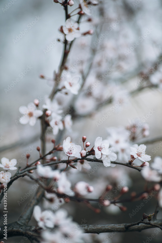 Delicate scene of cherry blossoms close up Delicate scene of cherry blossoms close up