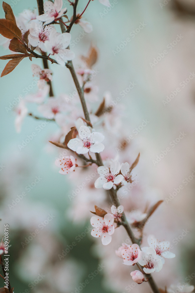 Delicate scene of cherry blossoms close up Delicate scene of cherry blossoms close up
